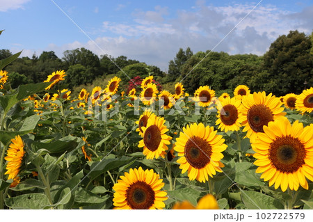 朝の光で目覚めた向日葵が今日も元気ー六 朝の光で目覚めた向日葵が今日も元気ー六 102722579