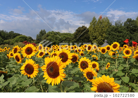朝の光で目覚めた向日葵が今日も元気ー五 102722580
