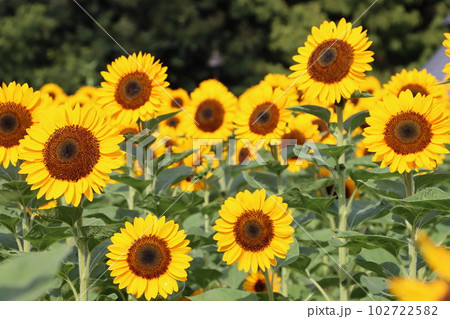 朝の光で目覚めた向日葵が今日も元気ー参 102722582