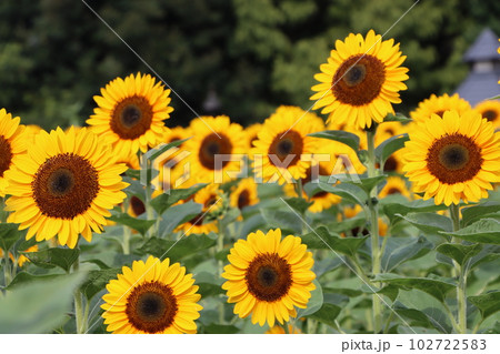 朝の光で目覚めた向日葵が今日も元気ー弐 朝の光で目覚めた向日葵が今日も元気ー弐 102722583