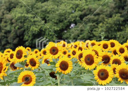 朝の光で目覚めた向日葵が今日も元気ー壱 102722584