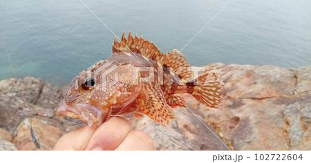 岩場に潜むカサゴを釣ったよ 102722604