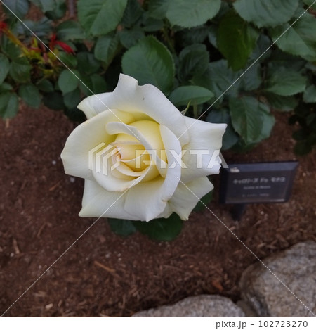 駕与丁公園のバラ No. 8 102723270