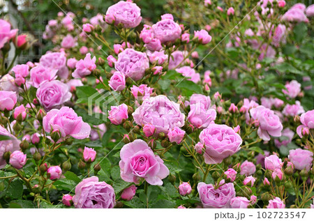 埼玉県伊奈町の町政施行記念公園のバラ園 美しい薔薇 埼玉県伊奈町の町政施行記念公園のバラ園 美しい薔薇 102723547