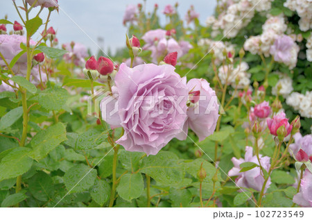 埼玉県伊奈町の町政施行記念公園のバラ園　美しい薔薇 102723549
