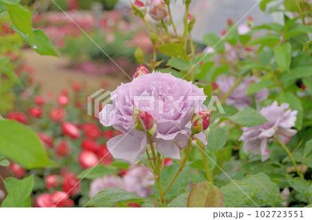 埼玉県伊奈町の町政施行記念公園のバラ園 美しい薔薇 埼玉県伊奈町の町政施行記念公園のバラ園 美しい薔薇 102723551