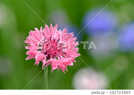 ヤグルマギク 102723805