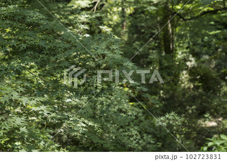 木々を優しく照らす新緑の木漏れ日 初夏の爽やかで静かな森の自然風景写真素材 木々を優しく照らす新緑の木漏れ日 初夏の爽やかで静かな森の自然風景写真素材 102723831