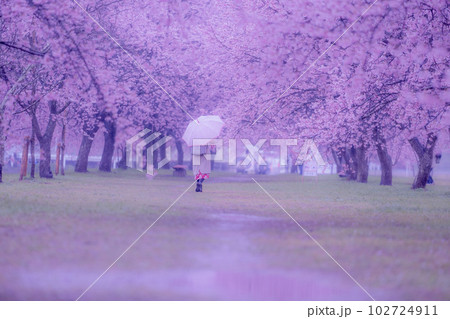雨の中北浅羽桜堤公園を傘を差して歩く女性の後ろ姿 雨の中北浅羽桜堤公園を傘を差して歩く女性の後ろ姿 102724911