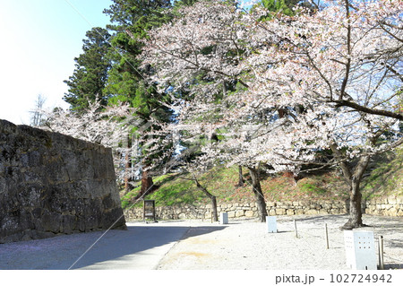 鶴ヶ城城址公園の満開の桜 福島県会津若松市 鶴ヶ城城址公園の満開の桜 福島県会津若松市 102724942