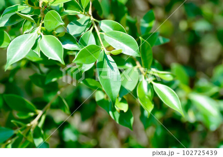banyan tree or Ficus annulata or ficus bengalensis 102725439
