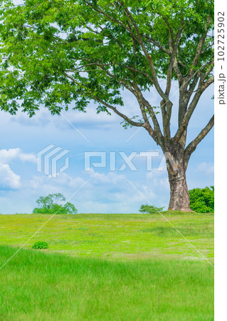 新緑の愛知県緑化センター〈愛知県豊田市〉 新緑の愛知県緑化センター〈愛知県豊田市〉 102725902