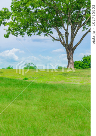 新緑の愛知県緑化センター〈愛知県豊田市〉 102725903