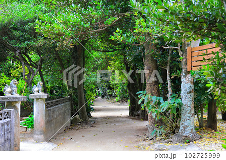 沖縄の備瀬集落フクギ並木通り 102725999