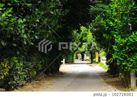 沖縄の備瀬集落フクギ並木通り 沖縄の備瀬集落フクギ並木通り 102726001