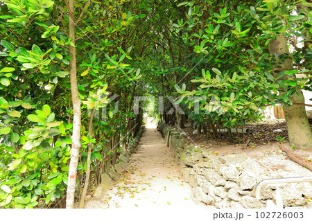 沖縄の備瀬集落フクギ並木通り 102726003