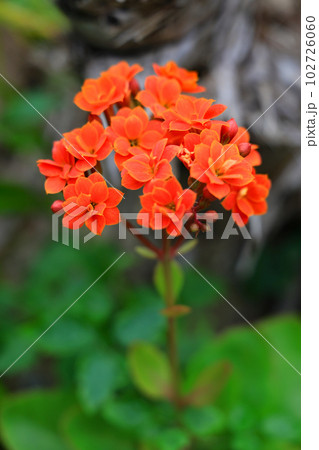 沖縄の備瀬集落フクギ並木通りに咲く花 102726060