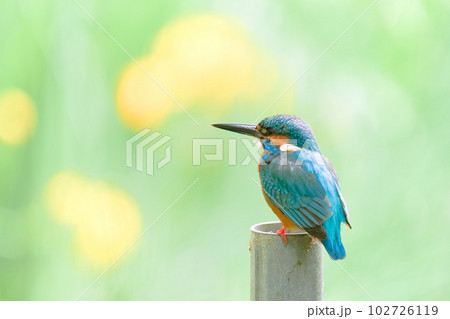 黄菖蒲とカワセミ 102726119