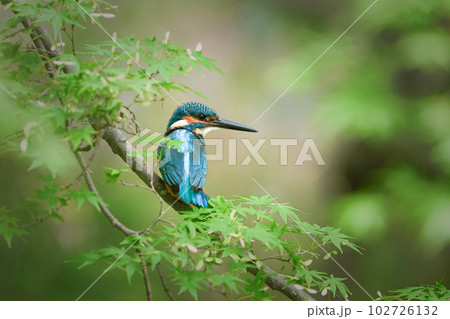 もみじの枝にとまるカワセミ 102726132