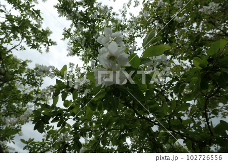 リキュウバイの花 102726556