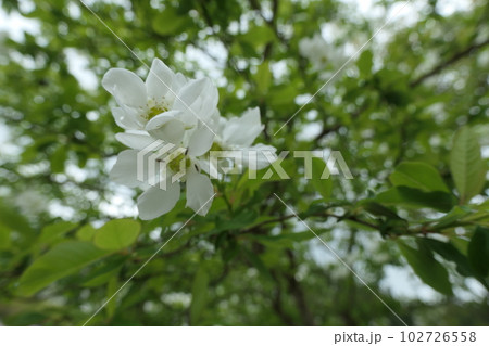リキュウバイの花 リキュウバイの花 102726558