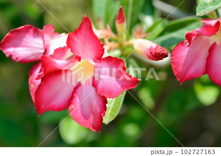 Desert rose, APOCYACEAE or Adenium obesum or Mock Azalea or Pinkbignonia or Impala lily Desert rose, APOCYACEAE or Adenium obesum or Mock Azalea or Pinkbignonia or Impala lily 102727163