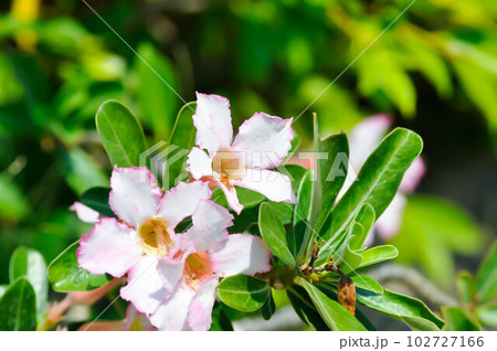 Desert rose,  APOCYACEAE or Adenium obesum or Mock Azalea or Pinkbignonia or Impala lily 102727166