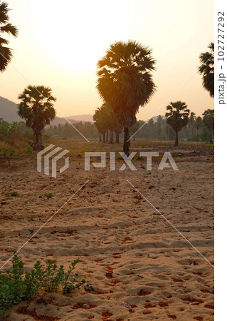 Palms tree sunset background chill asia view Palms tree sunset background chill asia view 102727292