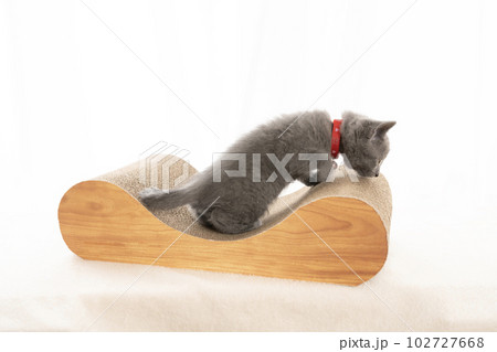 爪研ぎにのったシャルトリューの仔猫 102727668
