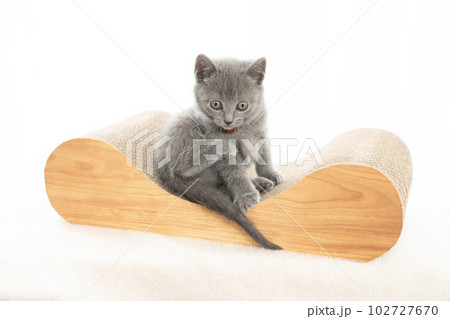 爪研ぎにのったシャルトリューの仔猫 爪研ぎにのったシャルトリューの仔猫 102727670
