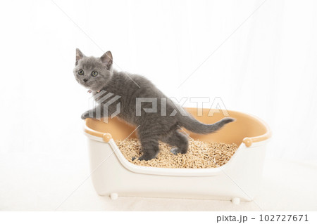 小さなトイレに入ったシャルトリューの仔猫 102727671