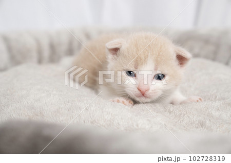 ベッドに入ったスコティッシュフォールドの仔猫 ベッドに入ったスコティッシュフォールドの仔猫 102728319