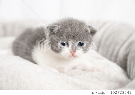 ベッドに入ったスコティッシュフォールドの仔猫 102728345