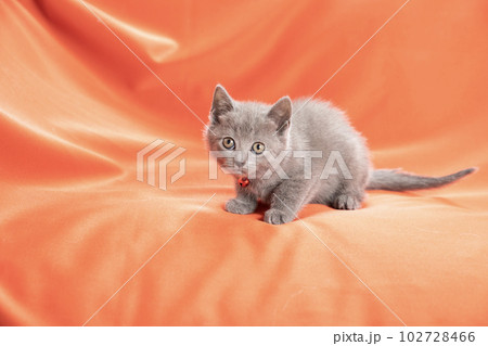 オレンジバックと赤い鈴をつけたシャルトリューの仔猫 102728466