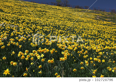 スイセン スイセン 102728796