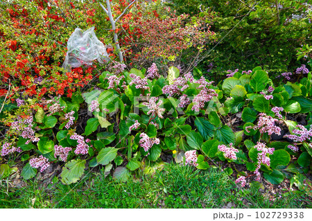 ヒマラヤユキノシタ ヒマラヤユキノシタ 102729338