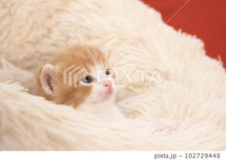 ベッドに入ったスコティッシュフォールドの仔猫達 ベッドに入ったスコティッシュフォールドの仔猫達 102729448