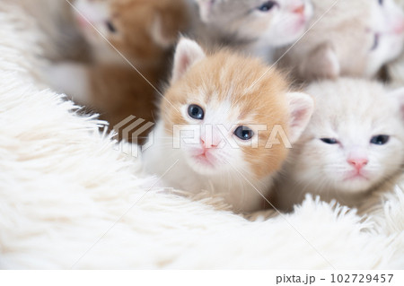 ベッドに入ったスコティッシュフォールドの仔猫達 102729457