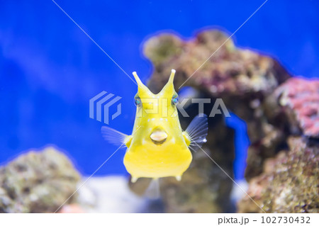 Longhorn cowfish or Konghofuku yellow fish swim in aquarium 102730432