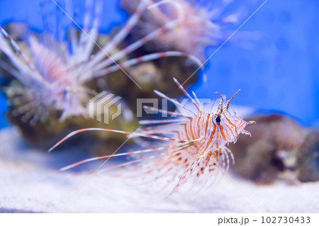 Beautiful red Lionfish swiming in aquarium Beautiful red Lionfish swiming in aquarium 102730433