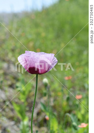 自生アツミゲシの花 自生アツミゲシの花 102730465