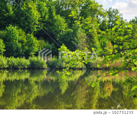 pond in beech woods. nature scenery with trees reflecting on the water surface. summer vacation background 102731235