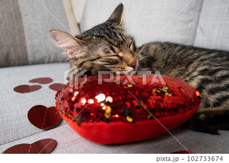 Cute young cat sleeping among red hearts on couch, cat's valentine's day. 102733674