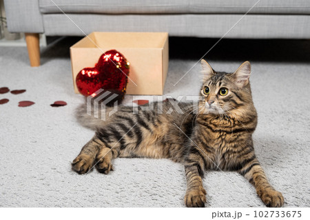A tabby domestic cat lies near a box of hearts on Valentine's Day. 102733675