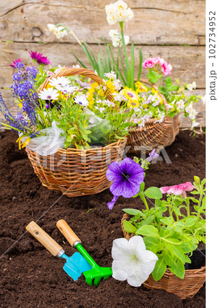 Spring garden decoration with flowers 102734952