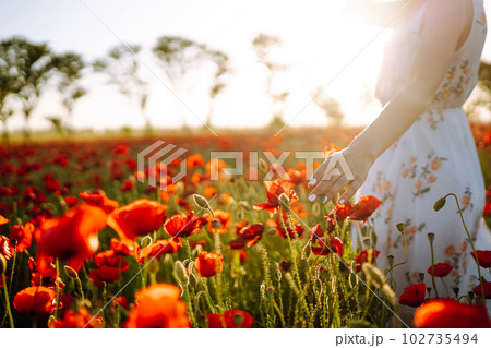 Woman hand touching poppy flowers in the field at sunset. Woman hand touching poppy flowers in the field at sunset. 102735494