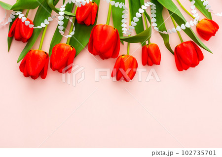 Fresh red tulips on pink background 102735701