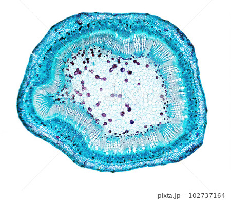 plant cells under a microscope 102737164