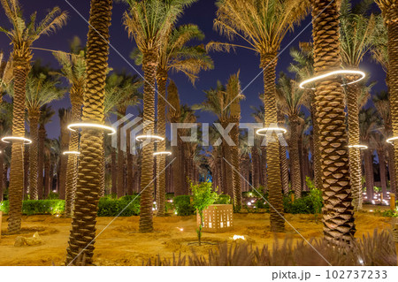 Lots of palms illuminated at night, Diriyah, Riyadh, Saudi Arabia Lots of palms illuminated at night, Diriyah, Riyadh, Saudi Arabia 102737233