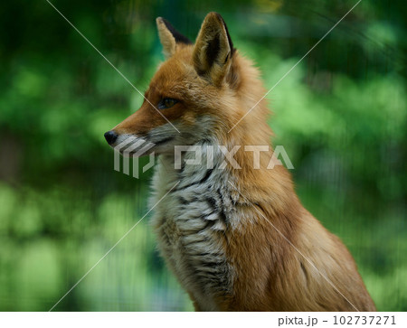 Portrait of a wild red fox in green foliage 102737271